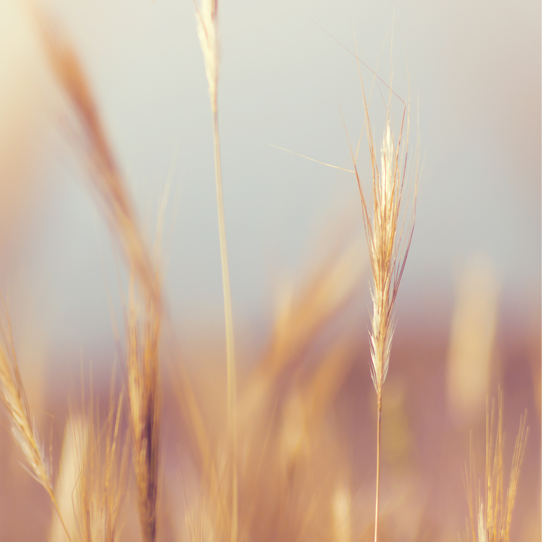 Holistic pulsing bij Studio Aluna